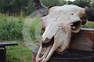 Old bison skull with horn on the nature background. Design concept. Space for text