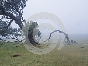 Old bizarre mossy stinkwood tree with twisted branches in shape of bridge, covered by moss and fern in Fanal laurel photo