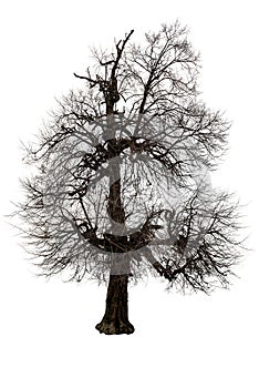 Old ugly bare tree on white