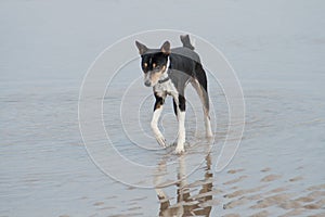 Old black basenji paddling