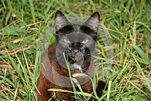 An old black-brown cat sitting in a tall green grass