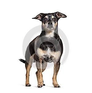 Old black and brown Pinscher Dog, isolated