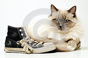 Old black canvas sneakers with Ragdoll cat