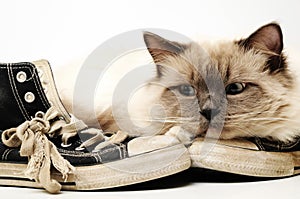 Old black canvas sneakers with Ragdoll cat