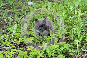 Old black cat with blind eyes sitting in green grass