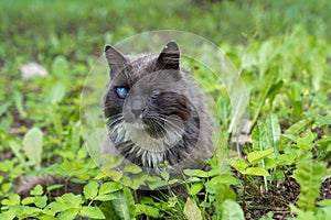 Old black cat with blind eyes sitting in green grass