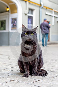 Old black cat with green eyes attentively looks at camera. Homeless animal sitting on sidewalk in urban environment