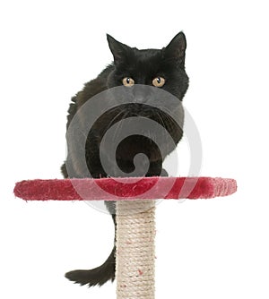 Old black cat on scratching post