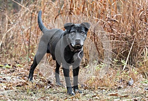 Old black dog with gray muzzle outside with collar