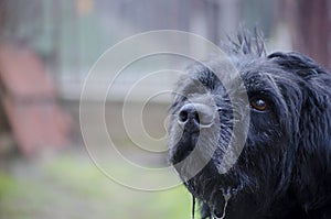 Old black drooling dog