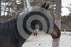 old black horse look