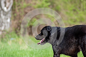 Old black Labrador dog got wet from swimming on a sunny day in nature