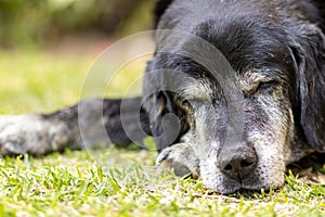 Old black Labrador Retriever