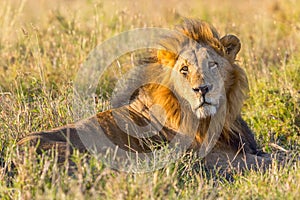 Old Black Maned Male Lion