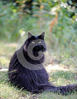 An old black norwegian forest cat female outdoors