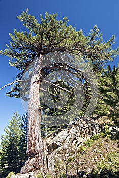 Old Black Pine Tree grows from rocks in Corsica