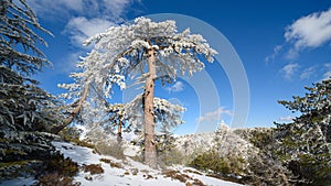 Old black pine tree in snow in Troodos mountains, Cyprus