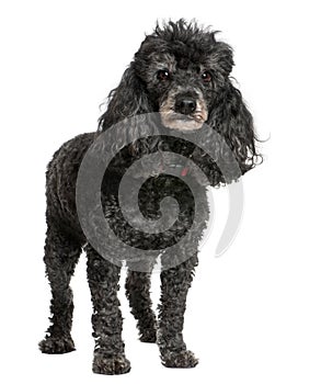 Old black poodle (12 yeras old)