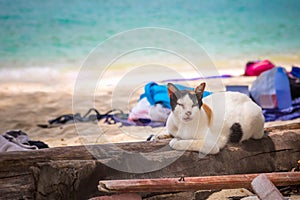 Old black and white cat with stripes lies on a tree on the sandy beach