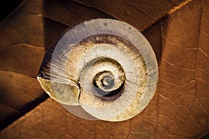 Old blank spiral shell