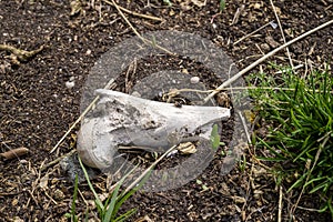Old bleached femur leg bone lying on the ground photo