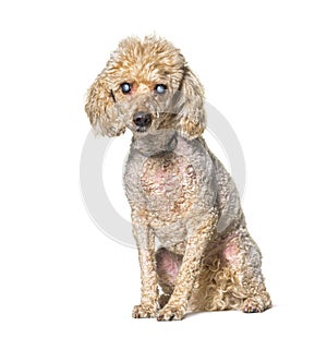 Old blindness poodle dog photo