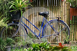 Old blue bike against the bamboo fence.