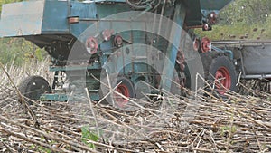 An old blue harvester harvests a sunflower crop on field. Dry sunflowers are cut using an agricultural combine