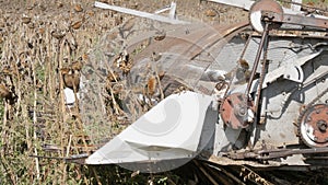 An old blue harvester harvests a sunflower crop on field. Dry sunflowers are cut using an agricultural combine