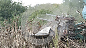 An old blue harvester harvests a sunflower crop on field. Dry sunflowers are cut using an agricultural combine