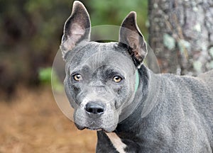 Old blue and white bluenose American Pitbull Terrier