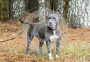 Old blue and white bluenose American Pitbull Terrier