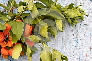 Old blue wooden door with orange autumn flowers. Bouquet of physalis on shabby wooden background.