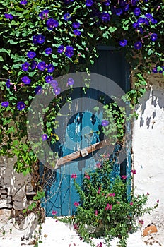 Old blue wooden door overgrown with bindweed