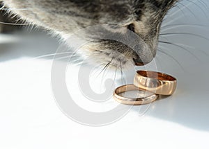 On the old board are two gold wedding rings. A cat tilted its face over the rings