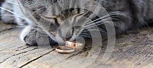 On the old board are two gold wedding rings. A cat tilted its face over the rings