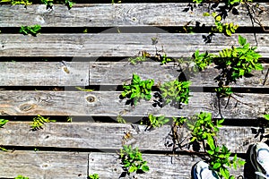 old boards laid on ground. grass sprouted through the boards. the texture of the boards is clearly visible. photo can be