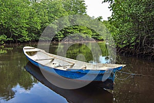 Old boat in mangrove forest