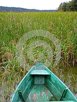 Old boat on Wigry Lake, hidden in reeds