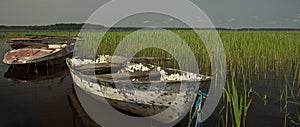 Old boats and reeds along the shore of Usma lake, Latvia