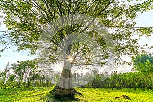 The old Bodhi tree is in the time of changing leaves in winter