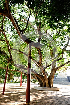 Old Bohhi Tree at Suphanburi -