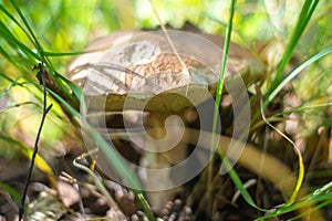 Old Boletus edulis mushroom growing hiding in the grass in the forest