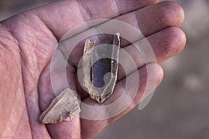 Old bones found at the Sumbay Cave in Peru, populated during the Paleolithic era 6000-8000 BC