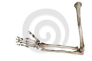 Old bones of the human hand isolated on white background