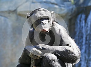 An Old Bonobo Sits in the Sun