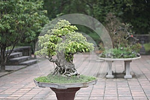 Old bonsai tree in a vase