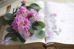 An old book with a bouquet of ancient pink roses, summer reading concept