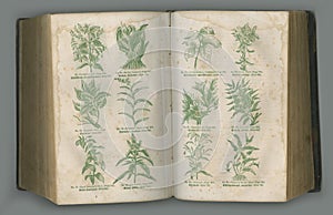 Old book, plants and herbs in literature for biology, medical study or ancient vintage pages against studio background