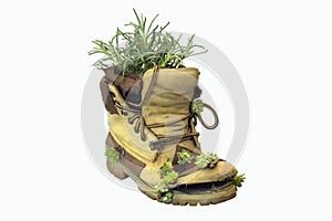 Old boot with plants